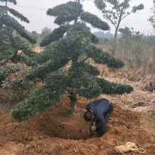 宏景軒苗木種植專業合作社 專業樹木種植經營，打造綠色生態產業鏈