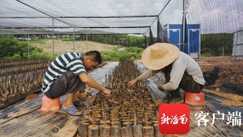 苗準新商機，種下二次創業夢——海墾龍江農場公司轉變思路描繪苗木產業新版圖