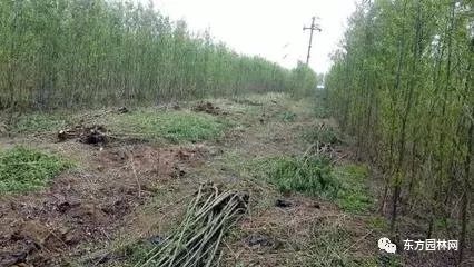綠化苗木的培育、栽植與管理 樹木種植經(jīng)營(yíng)全流程指南